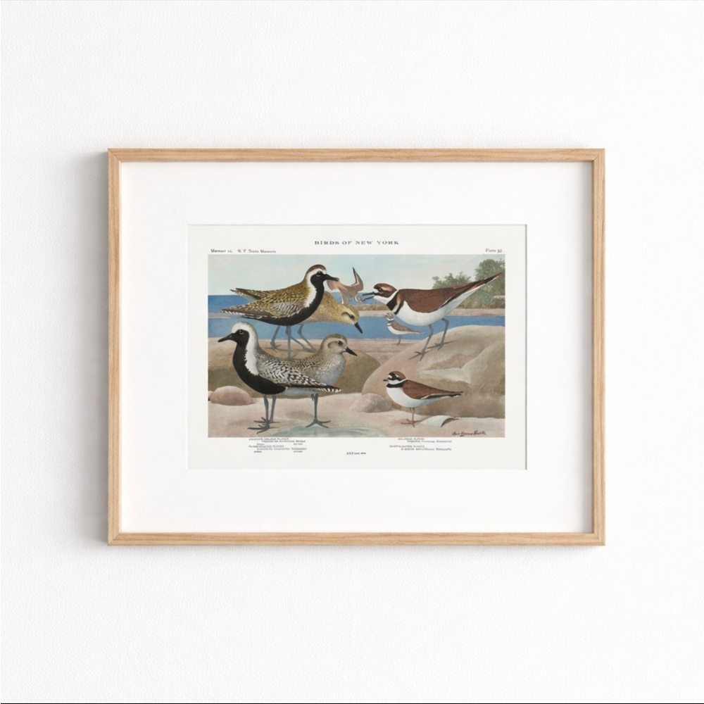 🖤5/$25 Antique Ornithological Bird Print Original